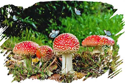 Zehn kleine Pilzelein