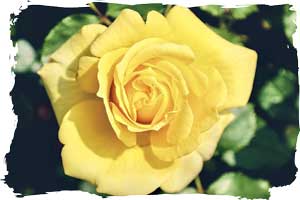 Yellow rose of Texas